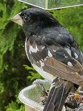 Rose-breasted Grosbeak