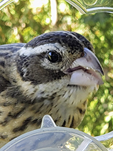 Rose-breasted Grosbeak