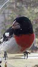 Rose-breasted Grosbeak