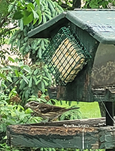 Rose-breasted Grosbeak