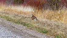 Rough-legged Hawk