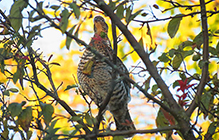 Ruffed Grouse