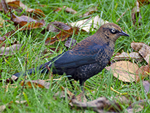 Rusty Blackbird