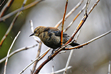 Rusty Blackbird