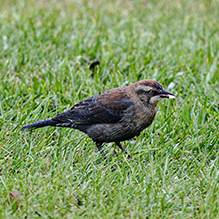 Rusty Blackbird