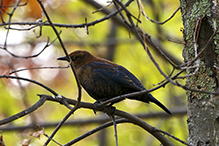 Rusty Blackbird