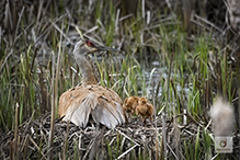 Sandhill Crane