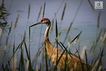 Sandhill Crane