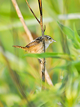 Sedge Wren