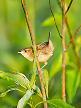 Sedge Wren