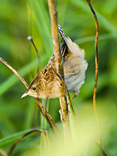 Sedge Wren