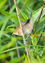 Sedge Wren