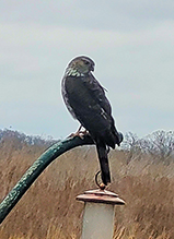 Sharp-shinned Hawk Sharp-shinned Hawk