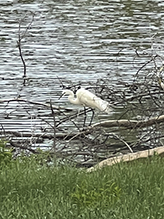 Snowy Egret
