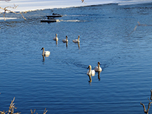 Trumpeter Swan