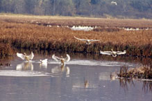 Tundra Swan