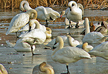 Tundra Swan