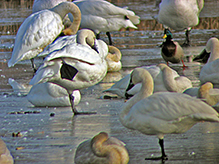 Tundra Swan