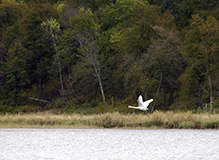 Tundra Swan