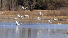 Tundra Swan