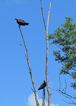 Turkey Vulture