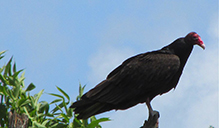Turkey Vulture