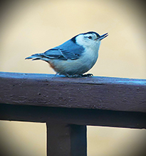 White-breasted Nuthatch