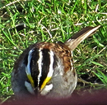 White-throated Sparrow