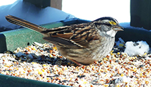 White-throated Sparrow