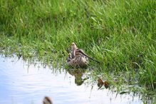 Wilson’s Snipe