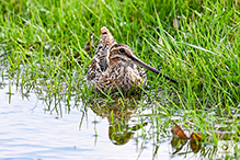 Wilson’s Snipe