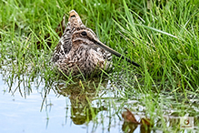 Wilson’s Snipe