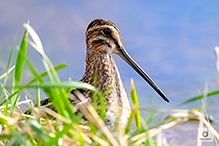Wilson’s Snipe