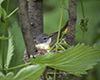 American Redstart