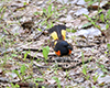 American Redstart