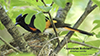 American Redstart