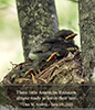 American Redstart