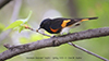 American Redstart