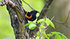 American Redstart