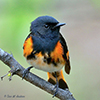 American Redstart