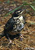 American Robin