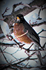 American Robin