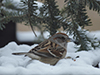 American Tree Sparrow