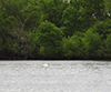 American White Pelican