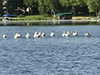 American White Pelican