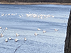 American White Pelican