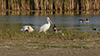 American White Pelican