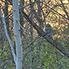 Barred Owl