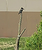 Belted Kingfisher