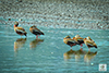 Black-bellied Whistling-Duck